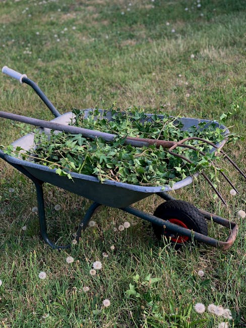 A dark green metal wheelbarrow with a single large black rubber wheel, positioned on a grassy lawn scattered with small white dandelion seed heads. The wheelbarrow is filled with freshly cut green fol